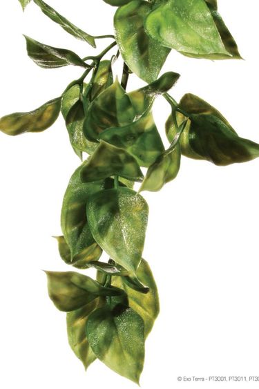 Exoterra EXO TERRA Plante amapallo