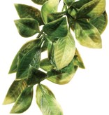 Exoterra Mandarin plant