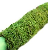 Galapagos Mossy Perch