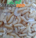 Magazoo Vers ciré - wax worm