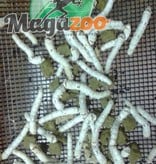 Magazoo Silk worm