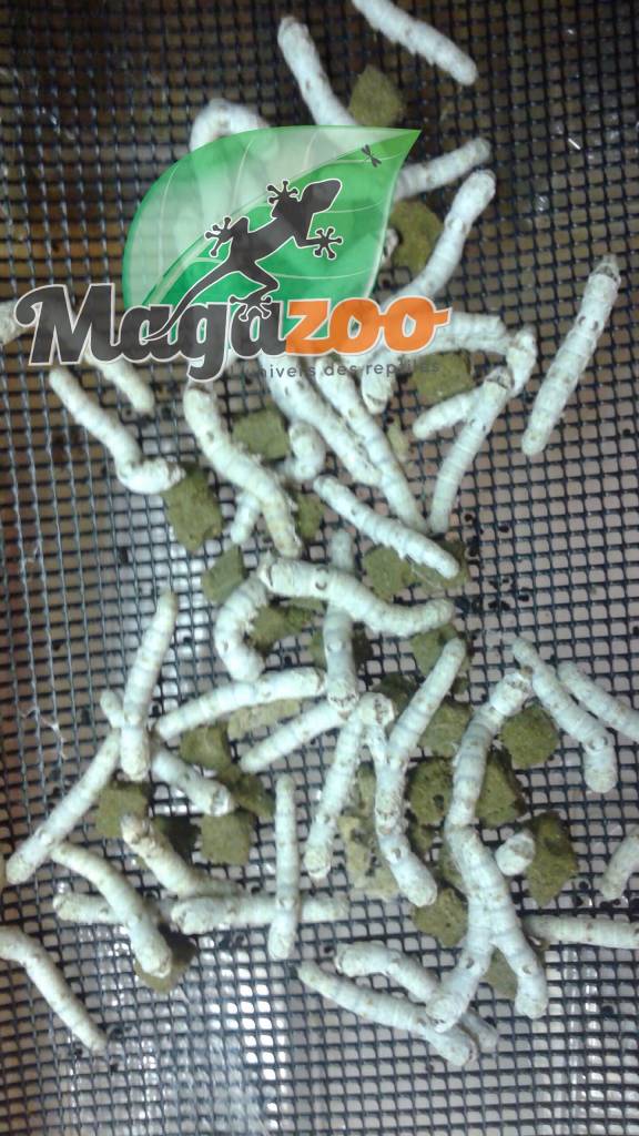 Magazoo Silk worm