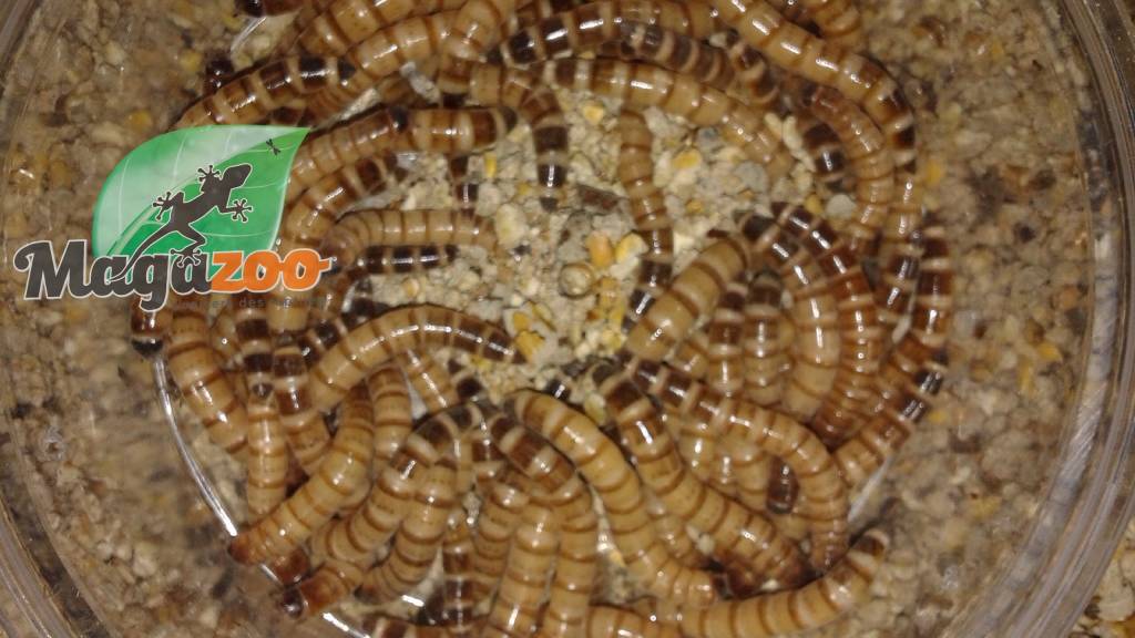 Vers de farine géant - Superworm - Magazoo, l'Univers des Reptiles
