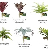 Zoomed ZOO MED Fleurs d'apparence naturelle