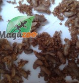 Magazoo Phoenix worms black soldier fly larvae