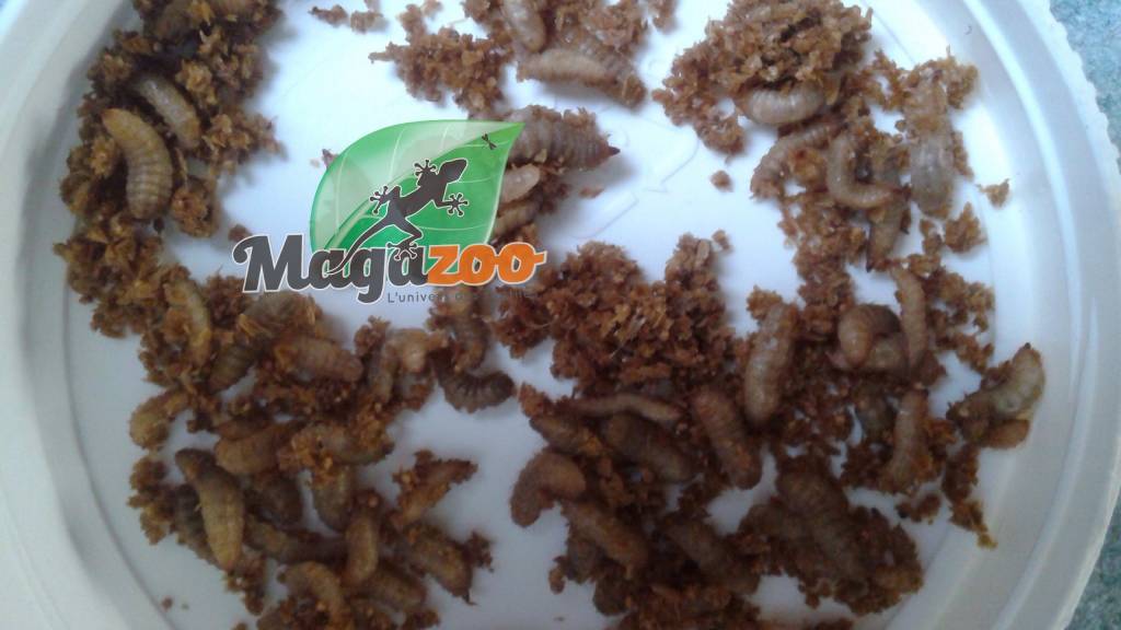 Magazoo Phoenix worms black soldier fly larvae