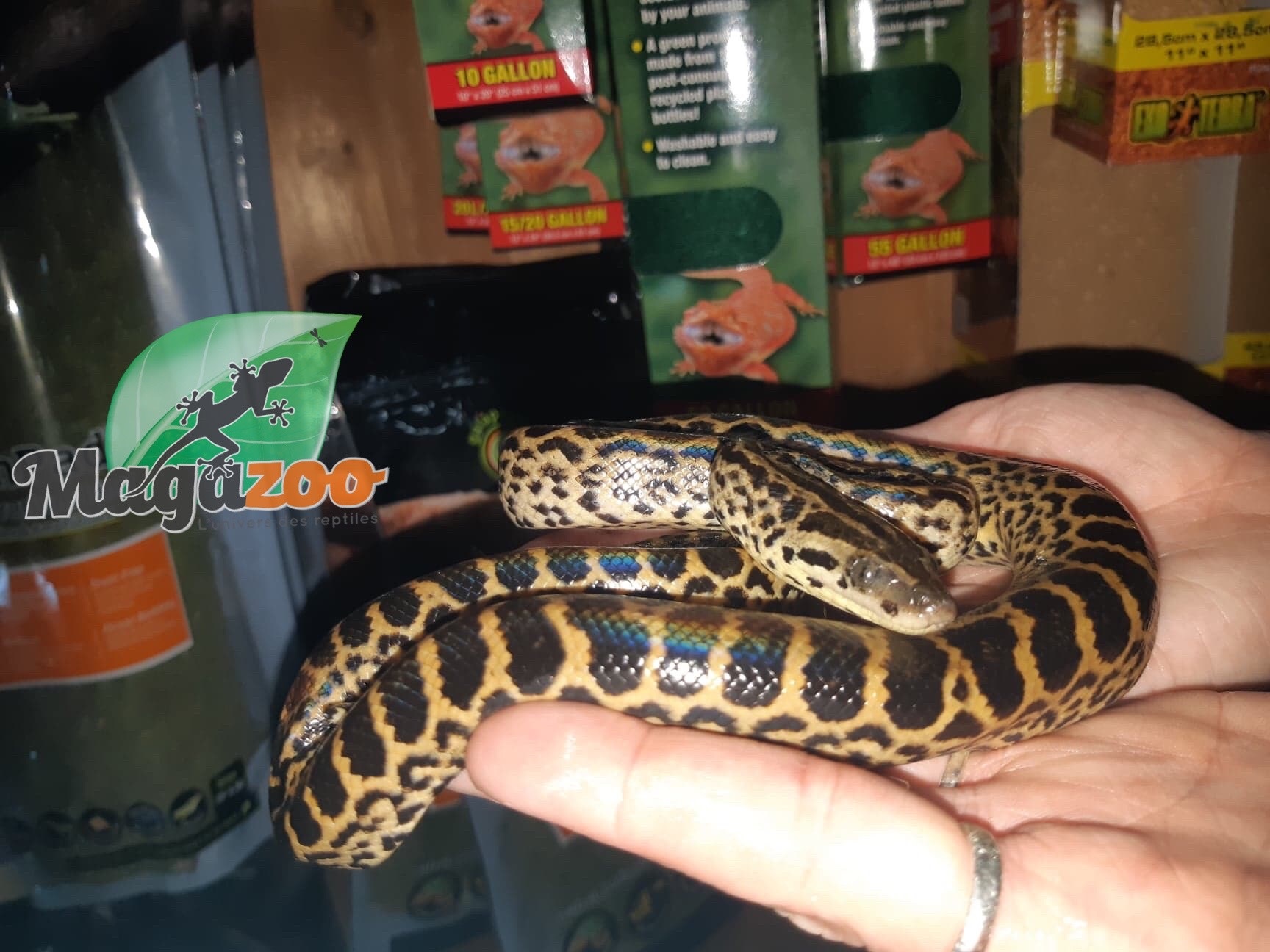 Anaconda Jaune Magazoo L Univers Des Reptiles