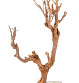 NewCal Pets NEWCAL NC-CTB Branche de curry 12-19 po