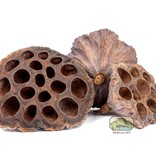 NewCal Pets Lotus Pods - 3 Pack