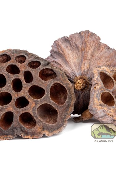 NewCal Pets NEWCAL NC-LP3 Cosse de lotus pq de 3