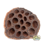 NewCal Pets Lotus Pods - 3 Pack