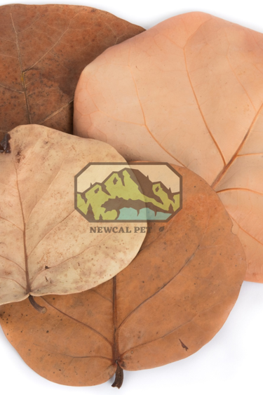 NewCal Pets NEWCAL NC-SG10 Feuilles de raisins de mer pq de 10