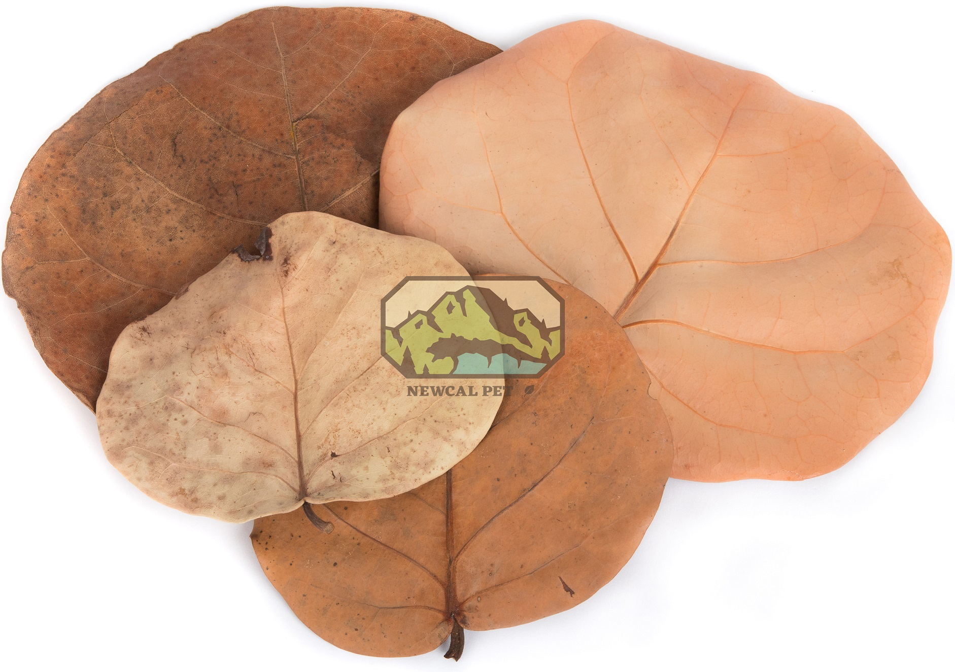 NewCal Pets NEWCAL NC-SG10 Feuilles de raisins de mer pq de 10