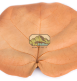 NewCal Pets NEWCAL NC-SG10 Feuilles de raisins de mer pq de 10