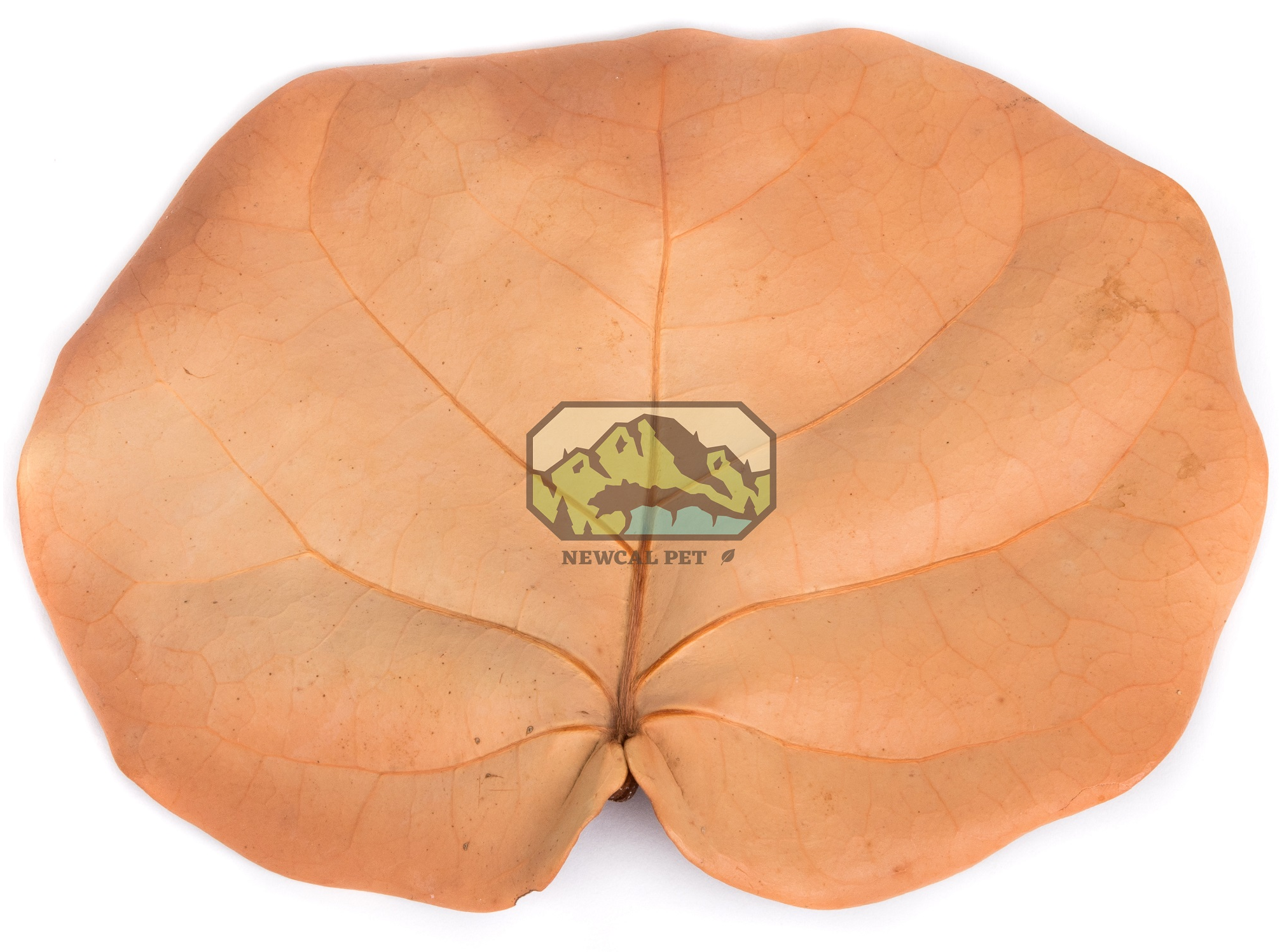 NewCal Pets NEWCAL NC-SG10 Feuilles de raisins de mer pq de 10