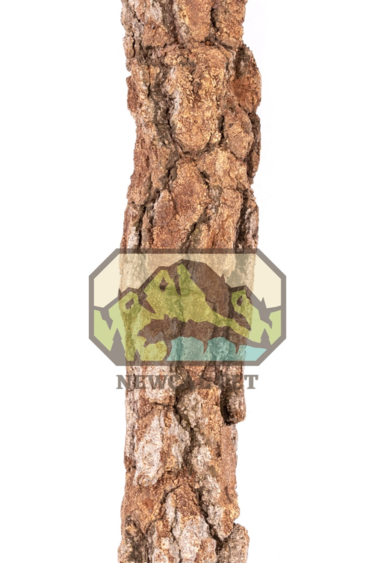 NewCal Pets NEWCAL Branche d'écorce naturelle Galho Estela