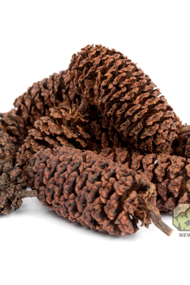 NewCal Pets NEWCAL NC-AC1 Cônes d'aulne 1 oz