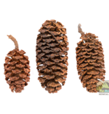 NewCal Pets Alder Cones - 1oz