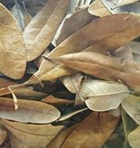 NewCal Pets Feuilles de chêne vivante (litière) - Live Oak Leaves (Leaf Litter)