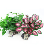 Pet-Tekk PET-TEKK PT-230 Plante tropicale sur base en pierre