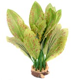 Aqua Globe AQUAGLOBE AQ-OZL Plante Ozelot