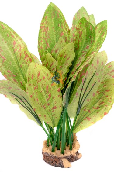 Aqua Globe AQUAGLOBE AQ-OZL Plante Ozelot