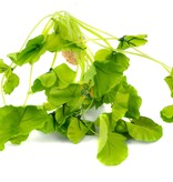 Aqua Globe Lotus Underwater Plant