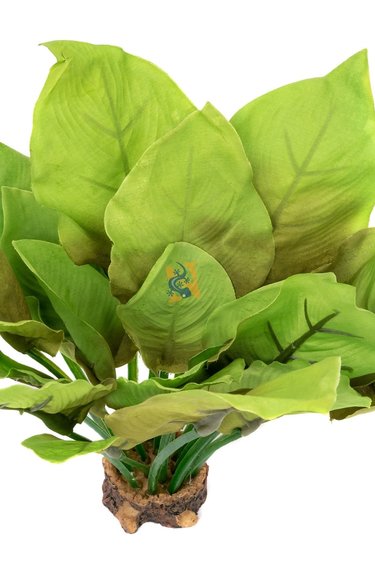 Aqua Globe AQUAGLOBE AQ-QU Plante reine