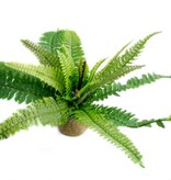 AQUAGLOBE Feuilles de fougère - Fern leaf