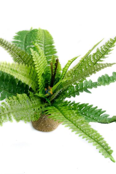 Fern Leaf