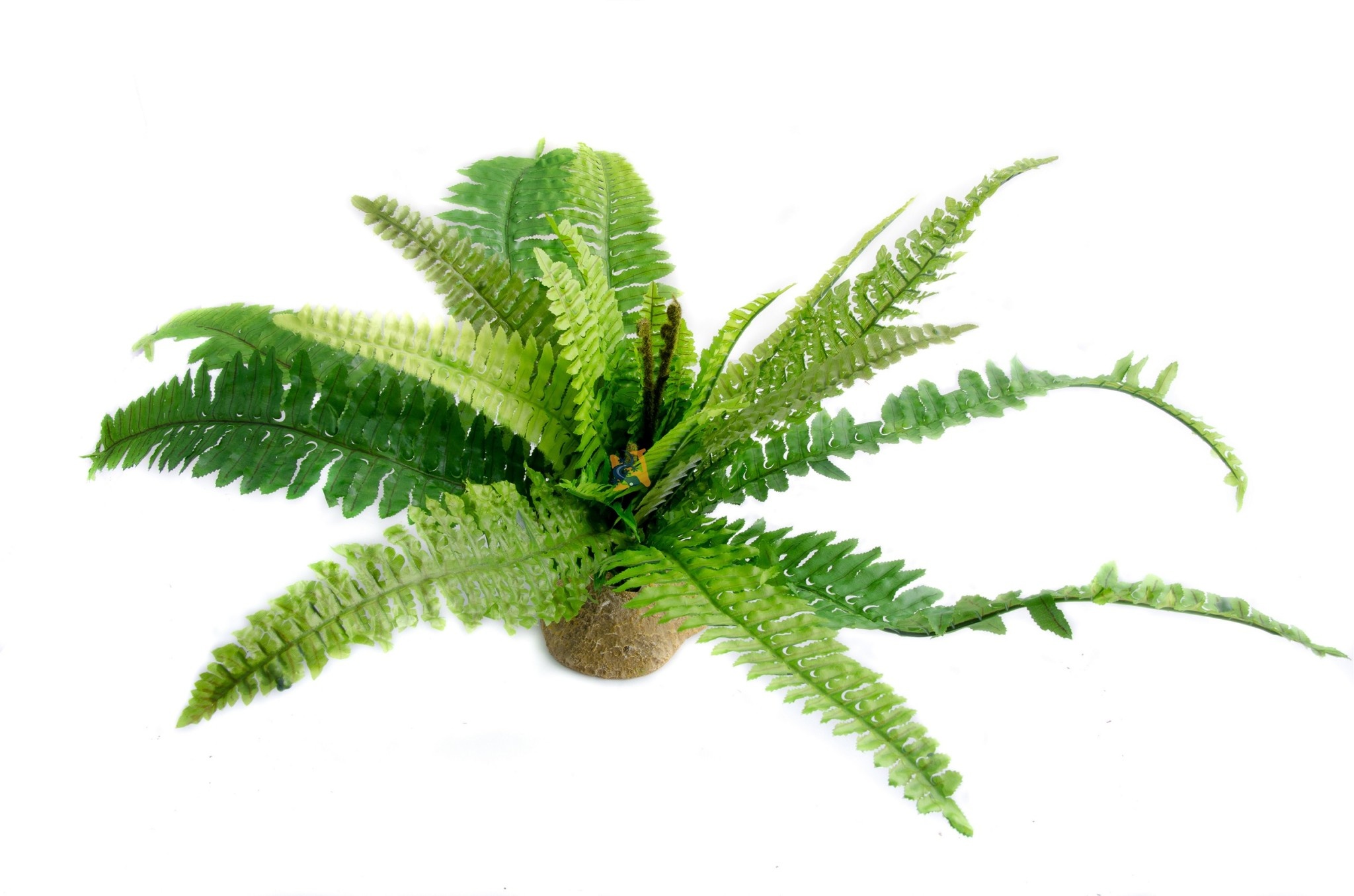 AQUAGLOBE Feuilles de fougère - Fern leaf