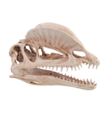 Treasures underwater  Dinosaur Skull