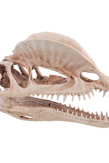 Treasures underwater UNDERWATER TREASURES 77487 Crâne de dinosaure