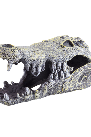 Treasures underwater Crâne de crocodile - Crocodile Skull