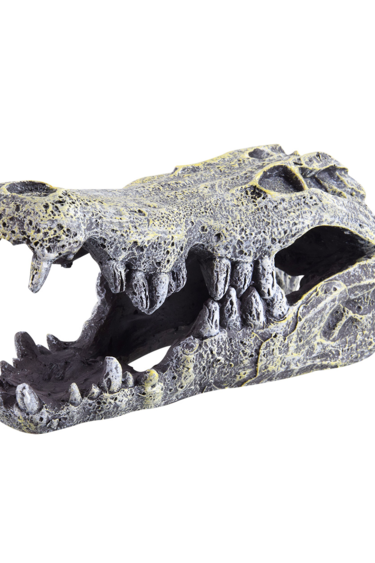 Treasures underwater Crocodile Skull