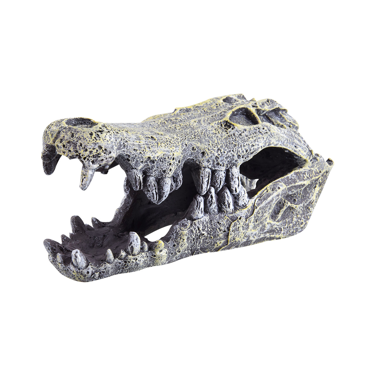 Treasures underwater Crâne de crocodile - Crocodile Skull