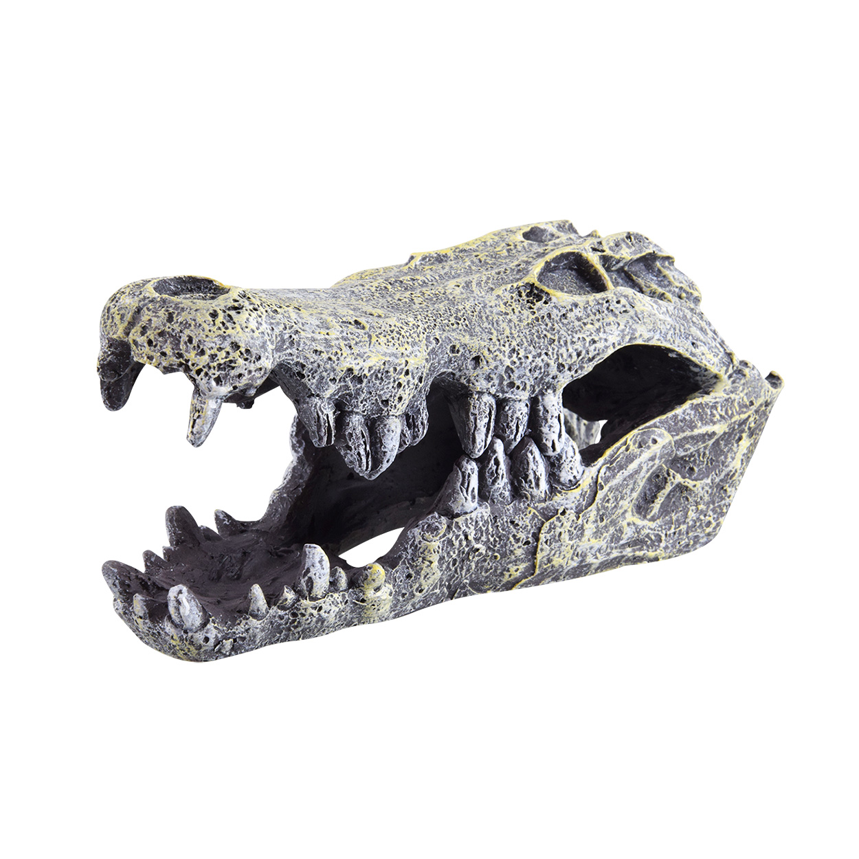 Treasures underwater Crocodile Skull