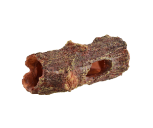 Fallen Log - Magazoo, the Universe of Reptiles