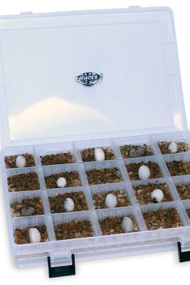 Pangea PANGEA Organisateur d'oeufs de reptile - Reptile Egg Organizer