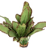 Aqua Globe AQUAGLOBE AQ-RB Plante de soie ruba