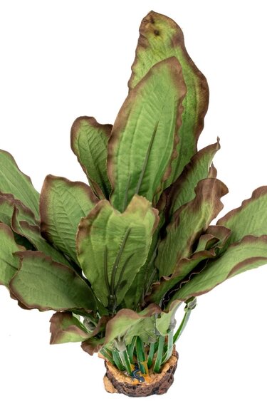 Aqua Globe AQUAGLOBE AQ-RB Plante de soie ruba