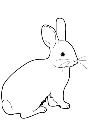 Rodents Magazoo The Universe Of Reptiles Rodents Magazoo The Universe Of Reptiles