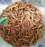 Magazoo  Mealworm