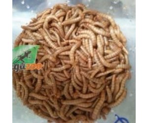 Magazoo Vers de farine - Mealworm