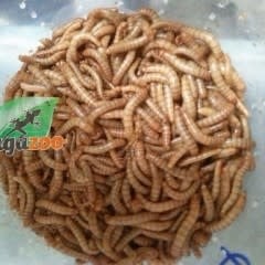 Magazoo  Mealworm