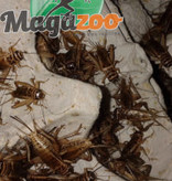 Magazoo Crickets crate