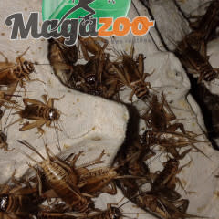 Magazoo Crickets crate