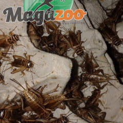 Magazoo 1/2" – Cricket