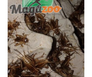 1/4 – Cricket - Magazoo, the Universe of Reptiles