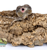 NewCal Pets NEWCAL Écorce plate